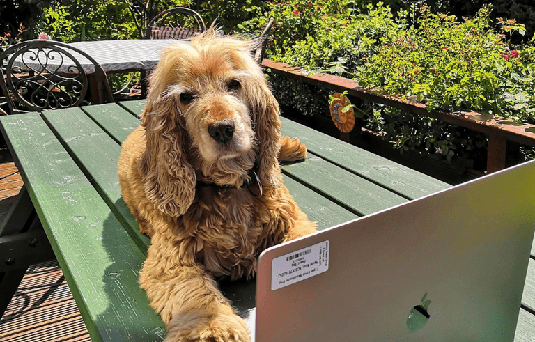 10 Irish dog accounts to follow for some truly wholesome content 10 Irish dog accounts to follow for some truly wholesome content