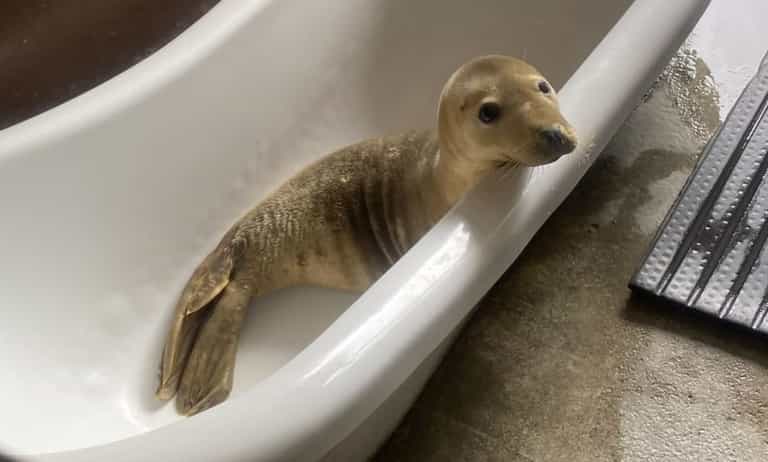 ‘Meeting seals, catching feels’ Spending a day at Seal Rescue Ireland ‘Meeting seals, catching feels’ Spending a day at Seal Rescue Ireland