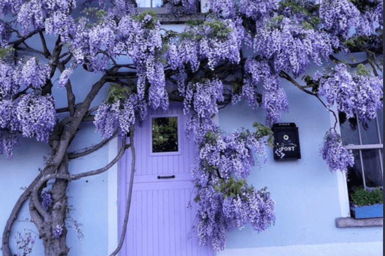 This ‘wisteria house’ in Kilkenny is visited by admirers from all over Ireland This ‘wisteria house’ in Kilkenny is visited by admirers from all over Ireland