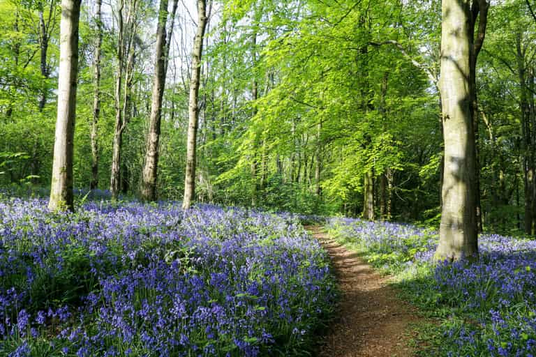 10 of the most beautiful places to see bluebells in Ireland 10 of the most beautiful places to see bluebells in Ireland