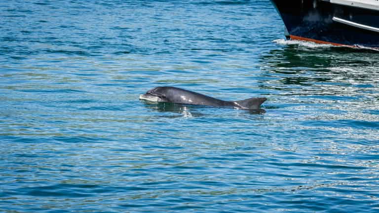 Multiple sightings of dolphins off the coast of Donegal Multiple sightings of dolphins off the coast of Donegal