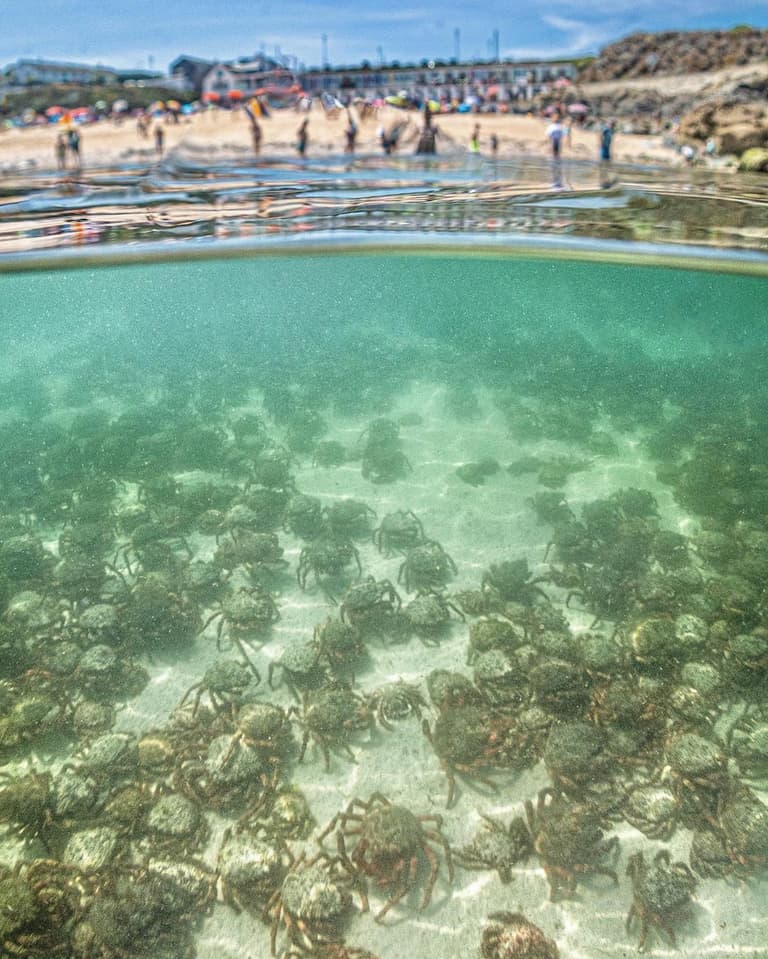 UK-holidaymakers left ‘squealing’ as thousands of giant spider crab shells wash up on popular beach UK-holidaymakers left ‘squealing’ as thousands of giant spider crab shells wash up on popular beach