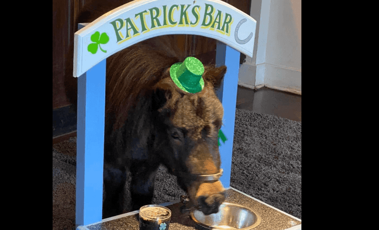 A Guinness-drinking Pony called Patrick has been named Mayor of a small English village A Guinness-drinking Pony called Patrick has been named Mayor of a small English village