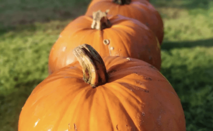 Wicklow pumpkin patch to reopen just in time for spooky season Wicklow pumpkin patch to reopen just in time for spooky season