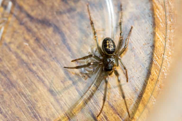Noble False Widow 230 times more poisonous than native spiders spreading in Ireland Noble False Widow 230 times more poisonous than native spiders spreading in Ireland