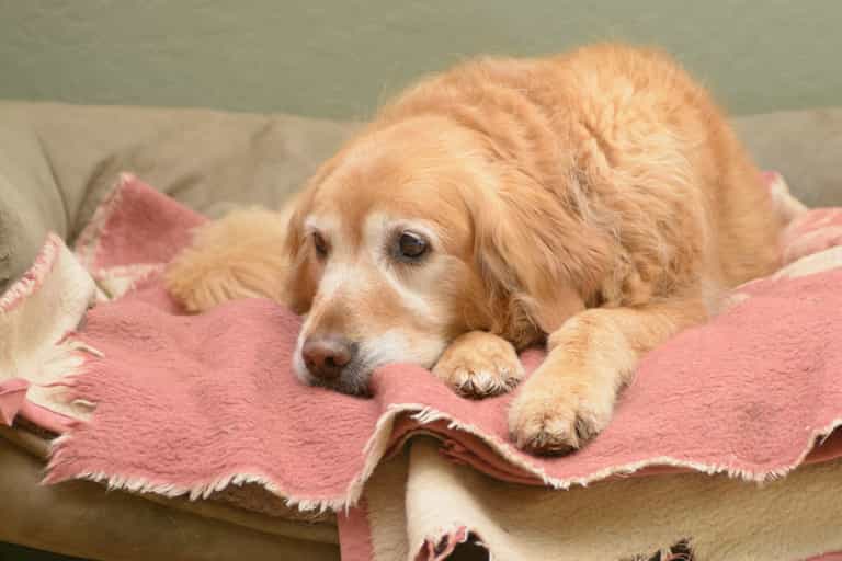 Galway charity has seen an increase in pets being surrendered Galway charity has seen an increase in pets being surrendered