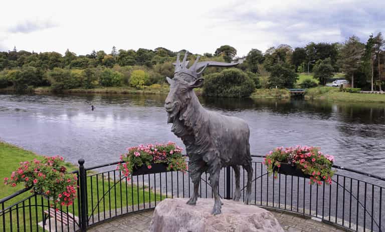 King Puck goat has been released from cage at Puck Fair King Puck goat has been released from cage at Puck Fair