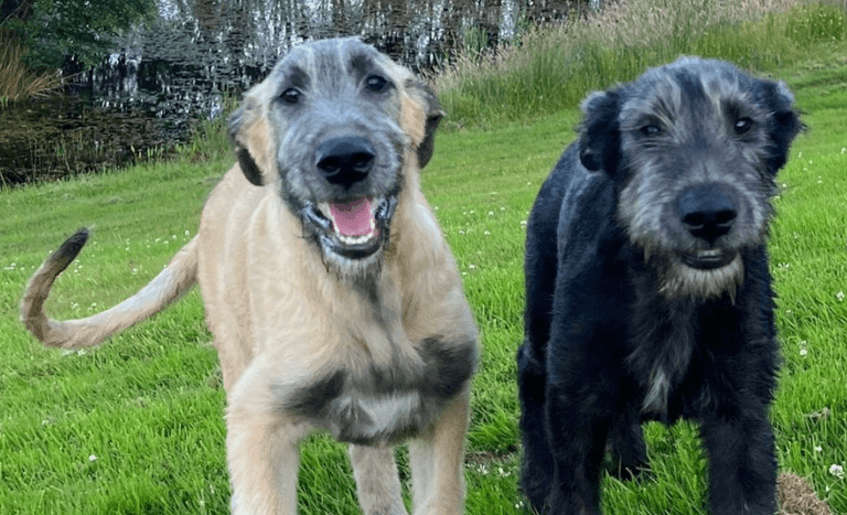 Ashford Castle welcomes two new Irish wolfhound pups Ashford Castle welcomes two new Irish wolfhound pups
