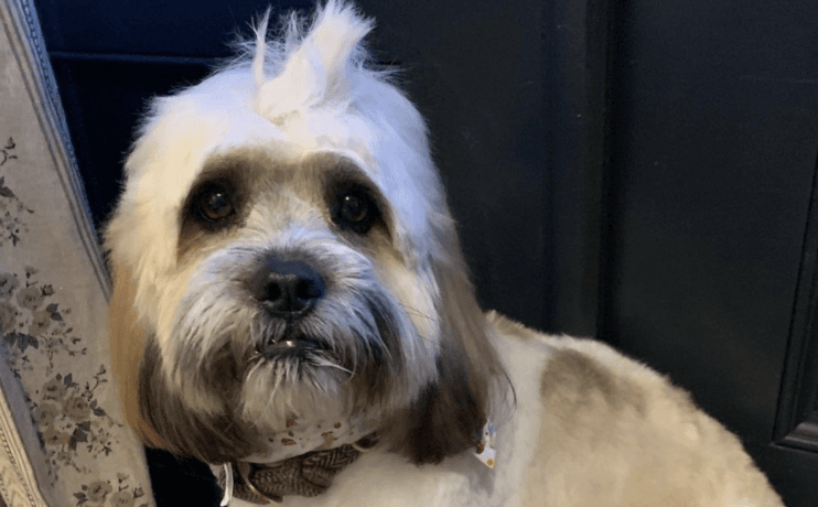 Amy Huberman roasts BOD for collecting the wrong dog from the groomers Amy Huberman roasts BOD for collecting the wrong dog from the groomers