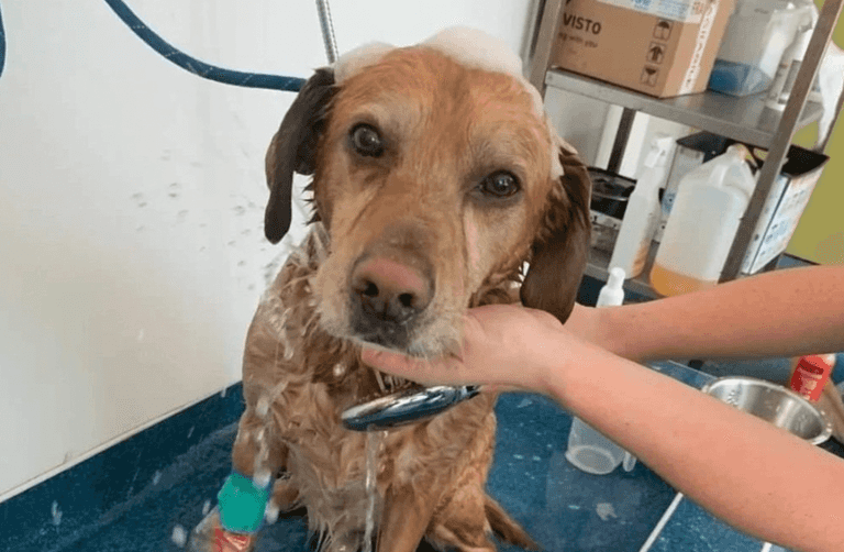 Cork City Fire Brigade shares update for dog rescued from house fire Cork City Fire Brigade shares update for dog rescued from house fire