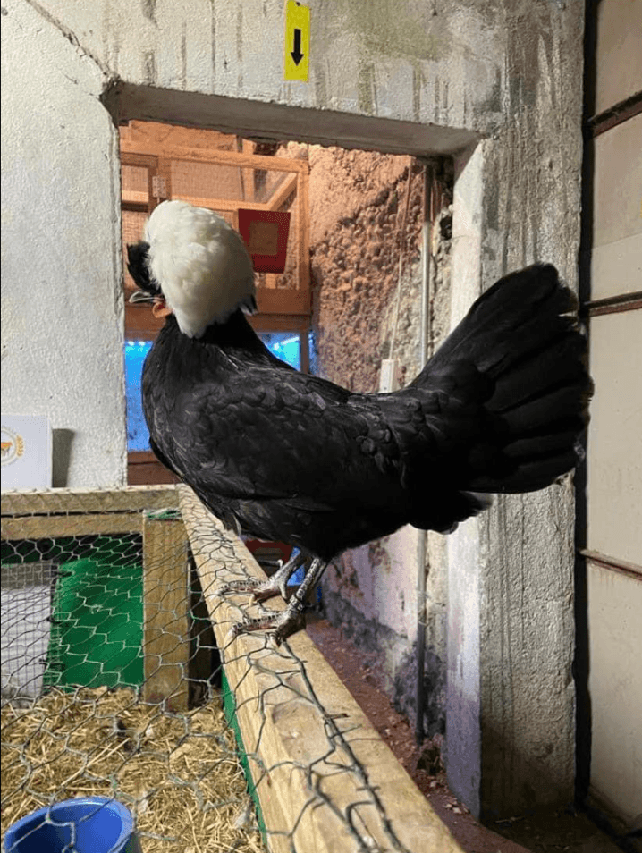 40 chickens, ducks and Christmas turkeys stolen from family farm in Galway 40 chickens, ducks and Christmas turkeys stolen from family farm in Galway