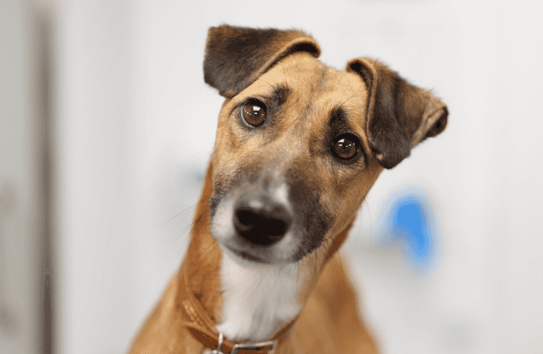 Dogs Trust received over 2,600 requests to surrender pets this year Dogs Trust received over 2,600 requests to surrender pets this year