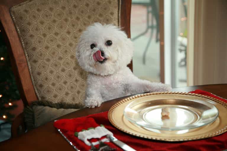 Don’t give your dog mulled wine and other pet safety tips over Christmas Don’t give your dog mulled wine and other pet safety tips over Christmas