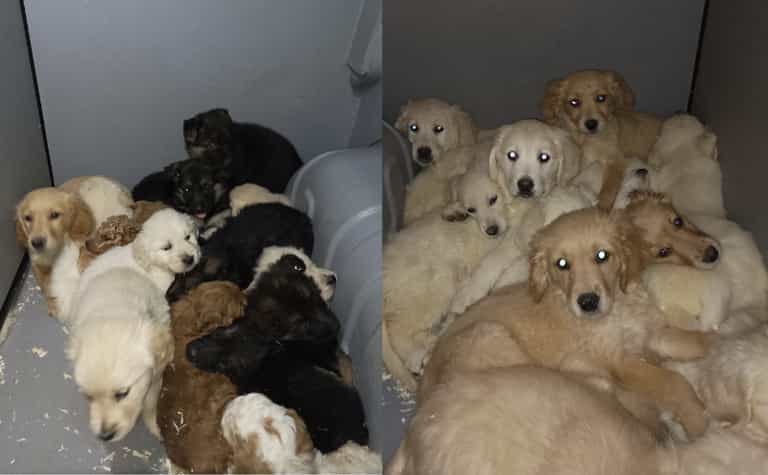 29 puppies have been rescued from illegal trafficking at Belfast Port 29 puppies have been rescued from illegal trafficking at Belfast Port