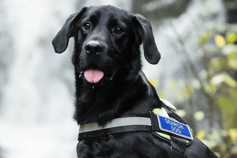 Dog rescue team that aided at Creeslough en route to Turkey/Syria earthquake zone Dog rescue team that aided at Creeslough en route to Turkey/Syria earthquake zone