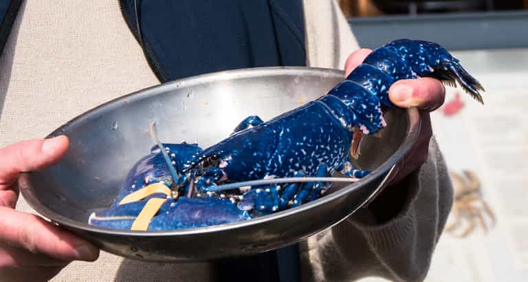 Rare blue lobster deemed ‘one in two million’ caught in Belfast Lough Rare blue lobster deemed ‘one in two million’ caught in Belfast Lough