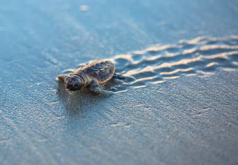 ‘Miracle’ Miami turtle being cared for in Dingle after washing up on Irish beach ‘Miracle’ Miami turtle being cared for in Dingle after washing up on Irish beach