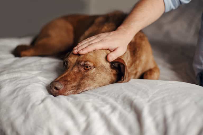 Vet urges owners to stay with their pets while they are being put to sleep Vet urges owners to stay with their pets while they are being put to sleep