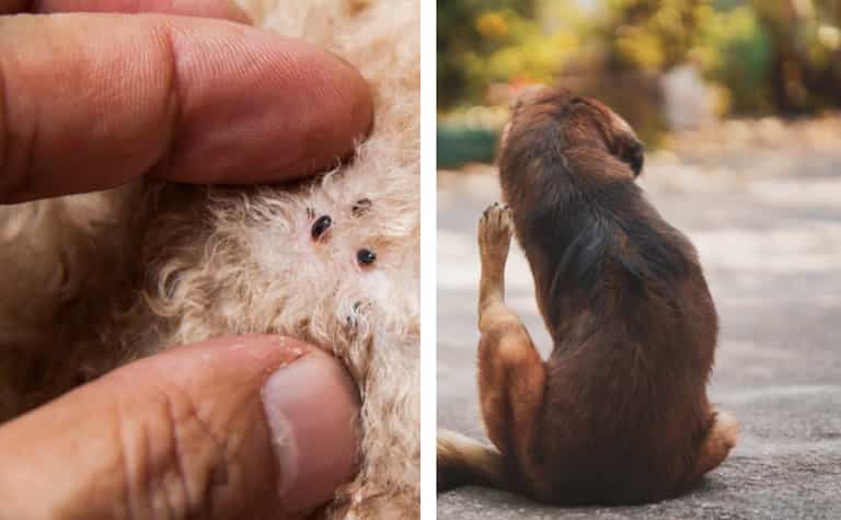 Rentokil issue warning as flea infestations likely in coming months Rentokil issue warning as flea infestations likely in coming months