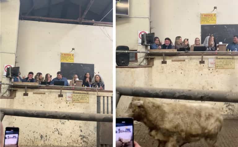 Hen party invades cattle mart in County Leitrim Hen party invades cattle mart in County Leitrim