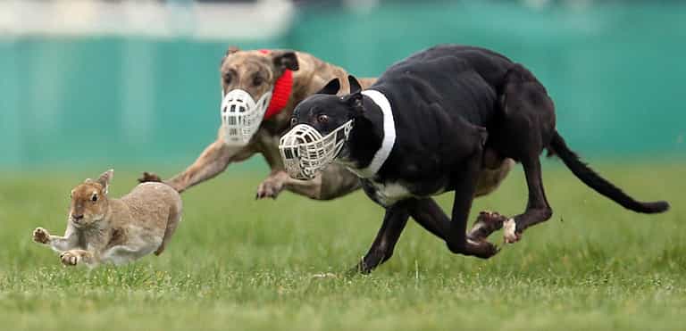 Bill to ban hare coursing in Ireland brought before the Dáil Bill to ban hare coursing in Ireland brought before the Dáil