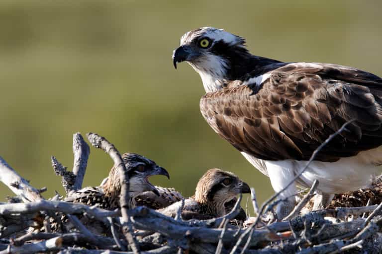 Ospreys to be reintroduced to Irish skies this summer Ospreys to be reintroduced to Irish skies this summer