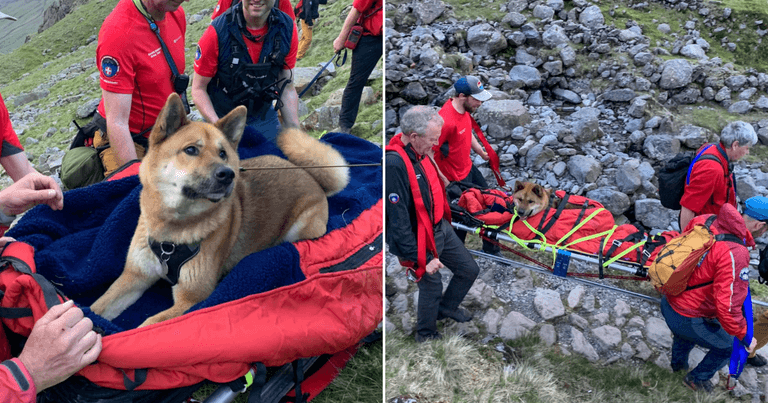 Injured dog lifted down mountain on stretcher by rescue team Injured dog lifted down mountain on stretcher by rescue team