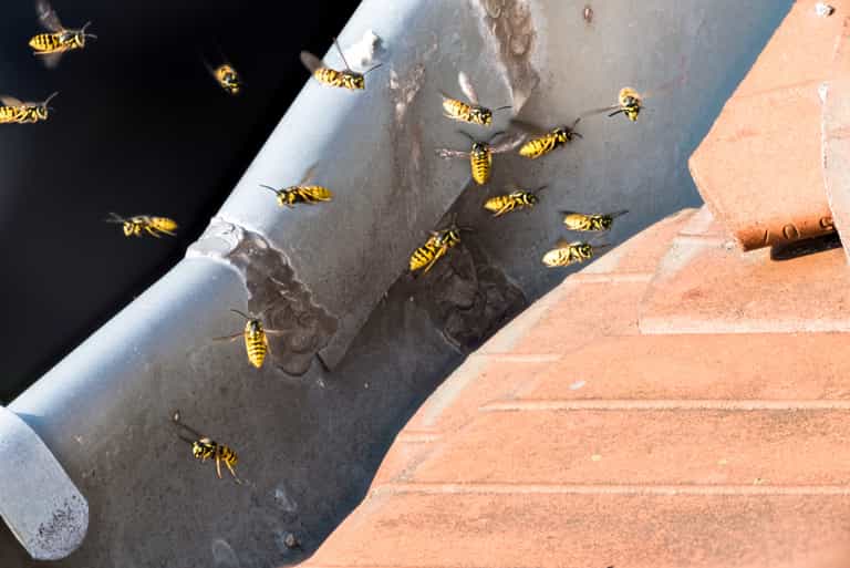 Four ways to keep the wasps away this summer in Ireland Four ways to keep the wasps away this summer in Ireland