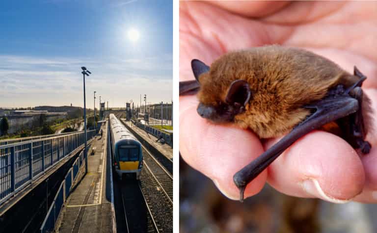 Irish Rail find family of bats living in rail signalling box Irish Rail find family of bats living in rail signalling box