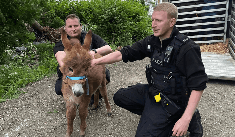 A stolen baby donkey has been reunited with her mum after two weeks A stolen baby donkey has been reunited with her mum after two weeks