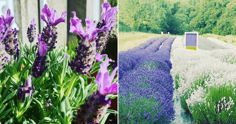 You have to check out Ireland’s largest lavender field before it closes for winter You have to check out Ireland’s largest lavender field before it closes for winter