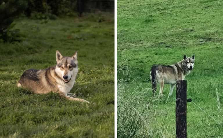 ‘Wolfdog’ still on the loose in Cork after escaping from open farm ‘Wolfdog’ still on the loose in Cork after escaping from open farm