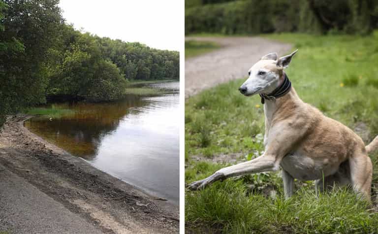 Deadly toxins discovered at Irish lake as six dogs die after walking in the area Deadly toxins discovered at Irish lake as six dogs die after walking in the area