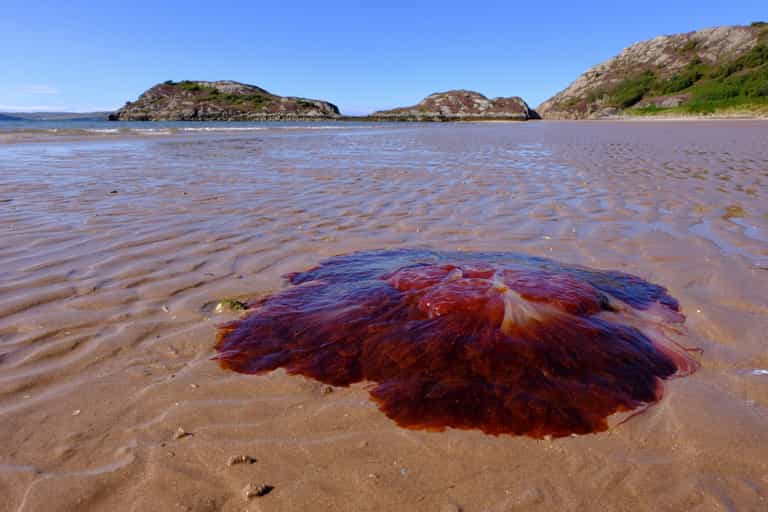 Red flag in place at busy Cork beach after rare Lion’s Mane jellyfish spotted in the water Red flag in place at busy Cork beach after rare Lion’s Mane jellyfish spotted in the water