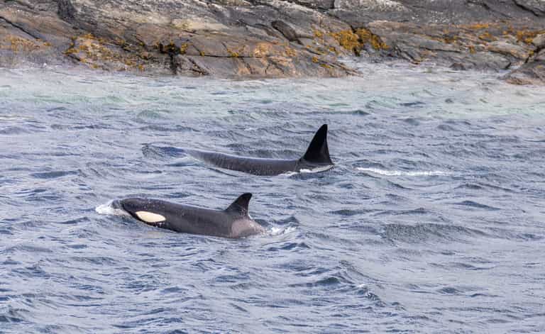 ‘A fantastic treat’ – Rare sighting of killer whale off the coast of Dingle ‘A fantastic treat’ – Rare sighting of killer whale off the coast of Dingle