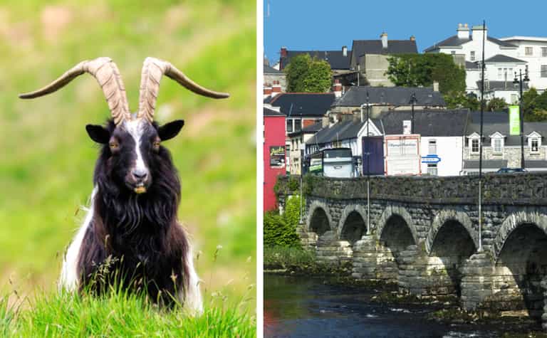 The Puck Fair goat will spend less time in elevated cage at this year’s festivities The Puck Fair goat will spend less time in elevated cage at this year’s festivities