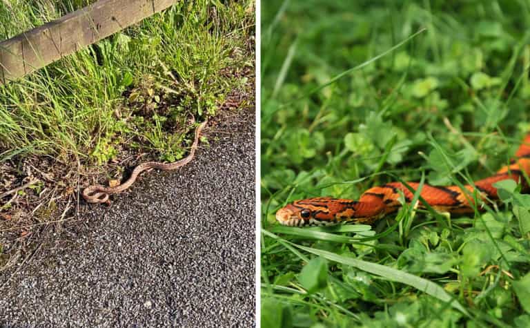 Loose snake seen slithering through Blarney in Cork Loose snake seen slithering through Blarney in Cork