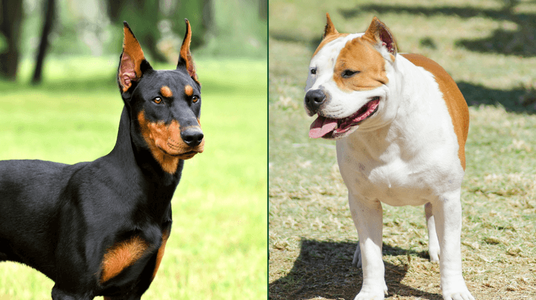Strict restrictions on ownership or importation of dogs with cropped ears to be introduced Strict restrictions on ownership or importation of dogs with cropped ears to be introduced