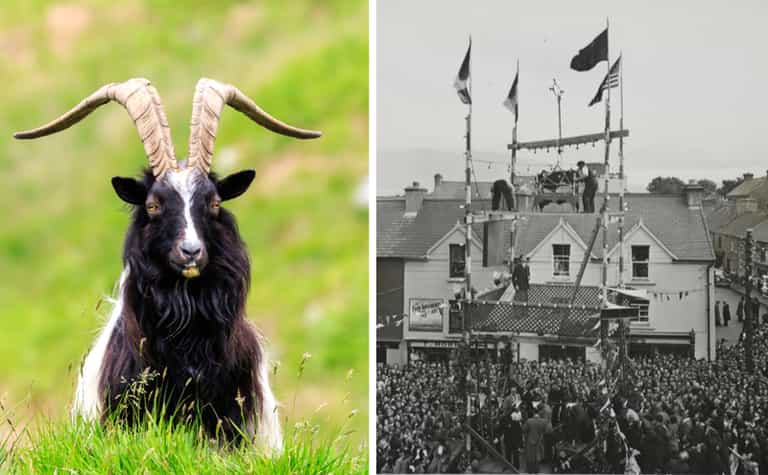 Activists call for an end to inclusion of wild goats at Puck Fair Festival Activists call for an end to inclusion of wild goats at Puck Fair Festival