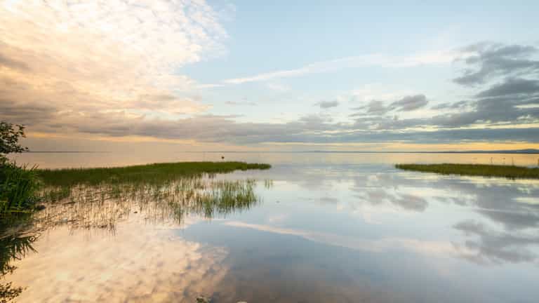 Toxic algae continues to affect Lough Neagh, proving fatal for pets and wildlife Toxic algae continues to affect Lough Neagh, proving fatal for pets and wildlife