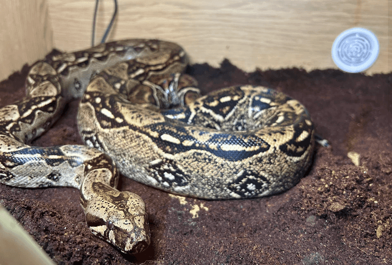 South American boa discovered by family at popular Belfast walking trail South American boa discovered by family at popular Belfast walking trail
