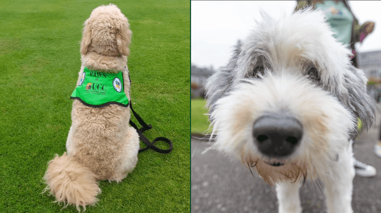 UCC have welcomed therapy dogs to their campus UCC have welcomed therapy dogs to their campus