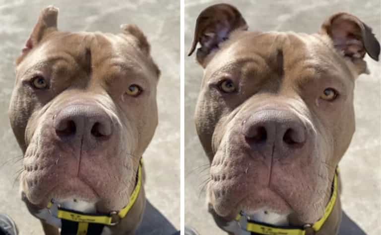 Animal shelter uses AI to show how dog would look if her ears weren’t cropped Animal shelter uses AI to show how dog would look if her ears weren’t cropped