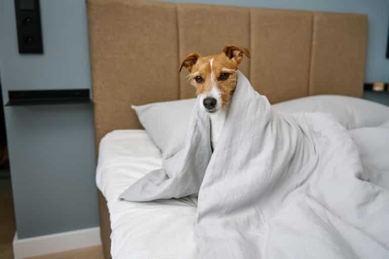 30% of Irish dog owners allow their pets to sleep in bed with them 30% of Irish dog owners allow their pets to sleep in bed with them