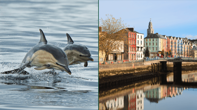 Crowds gather to see dolphins swimming along the River Lee in Cork Crowds gather to see dolphins swimming along the River Lee in Cork