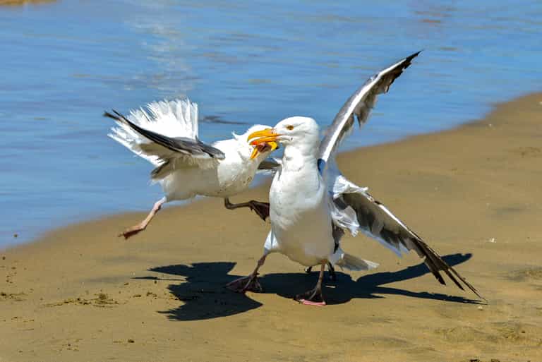 Former Drogheda Mayor suggests seagull contraception to reduce bird population Former Drogheda Mayor suggests seagull contraception to reduce bird population