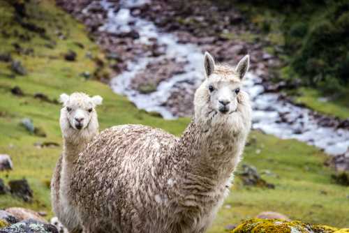 Alpaca trekking at this lodge in Kenmare is the perfect weekend activity Alpaca trekking at this lodge in Kenmare is the perfect weekend activity