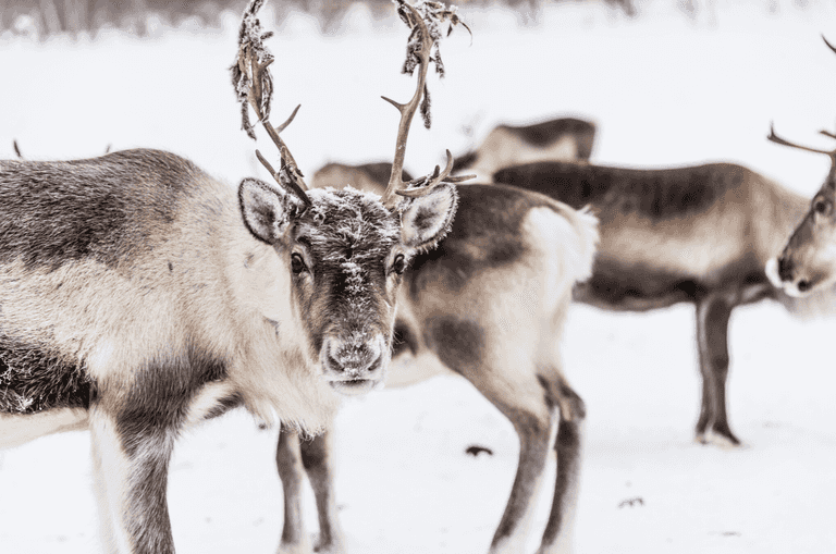 This website lets you let you film Santa’s reindeer in your own living room – here’s how This website lets you let you film Santa’s reindeer in your own living room – here’s how