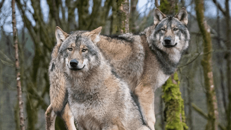 Why a trip to Wild Ireland needs to be your next family day out Why a trip to Wild Ireland needs to be your next family day out