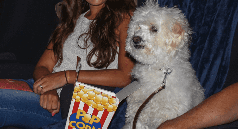 Palas Galway is running a dog-friendly cinema date for you and your furry best friend Palas Galway is running a dog-friendly cinema date for you and your furry best friend